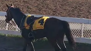 Скачки на лошади Caymanas Park: выбирайте победителей прямо сейчас
