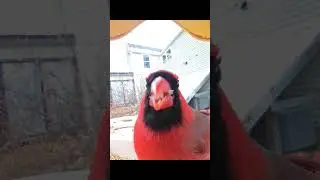 cardinal man! #birb #birds #cutebird #bird #birdslover #birbstagram #cardinal #cardinals #birdsofig