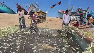 Caught On Camera: Deep Sea Fishing at Mangrol Bara Beach