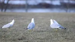 Seagull vs Seagull (territorial dispute)