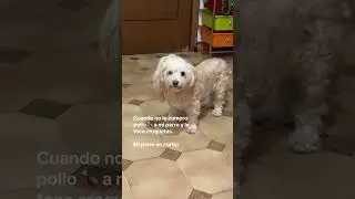 Como cuando no le compro pollo a mi perro 🐶 #foryou #comida #dog