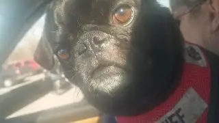 Black Pug (Chief) Excited about going to Home Depot