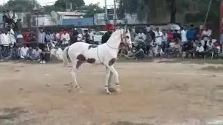 Sotai ghodi dance