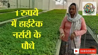 मेरठ में मछरी हाईटेक नर्सरी का कमाल #saralkheti #meerut #nursery #horticulture #plants #farming #up