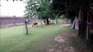 Alpaca Crias run and change of color