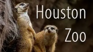 See Texas' Houston Zoo - One of top 10 zoos in the US