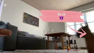 Underlig video (￼￼ ny￼ hest ￼)