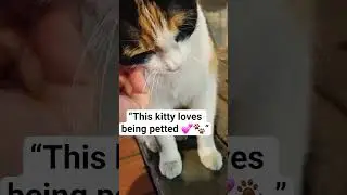 &ldquo;This kitty loves being petted 💕🐾&rdquo; #cat #catlovers