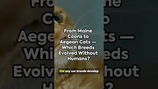 From Maine Coons to Aegean Cats &mdash; Which Breeds Evolved Without Humans?
