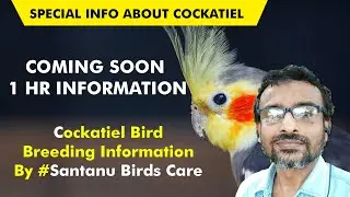 Cockatiel Bird Breeding Information By @santanubirdscare . | Why Cockatiel Breeders Are Failure ?