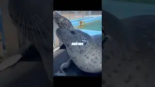 видосеке от @sealfrenzy_official в тиктоке #рекомендации#рек#реки#seal#seals#тюлень#тюлени#fyp#silly