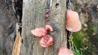 Auricularia fuscosuccinea is a species of edible&nbsp;Auriculariales&nbsp;fungus.