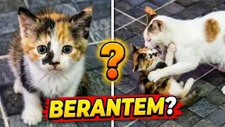 Kucing Cari Anaknya kucing Berantem #kucingoyen ##kucinghitam #catsfighting #funnycats #cat #kucing