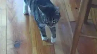 Our cat faking a limp to get in the house.