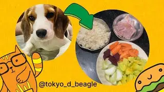 Nutritious homemade meal for your Beagle to eat #eat #beagle #doglover #followme