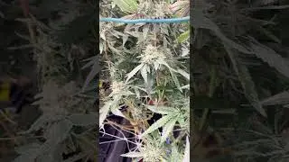 Rugged Roots Commercial Cultivation | TSRgrow Advanced LED Lighting