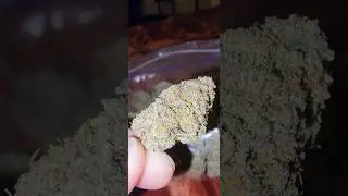 Italian Ice Strain #shorts
