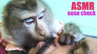 Dr. Bela Know How Grooming Hair In Nose, Monkey ASMR