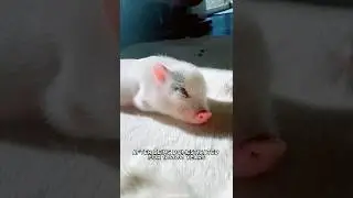 Pig 🐷 One Of The Most Intelligent Animals In The World #shorts