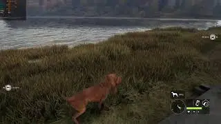 theHunter: Call of the Wild OBS 1440p NVENC CQP 20 FPS Test