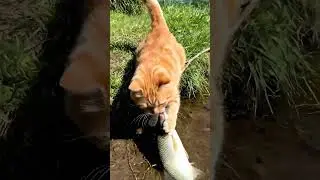 😨 SHOCKING! Cat's GENIUS Fish Catch Trick 😂🐱 You Won't Believe This! #CatFishing