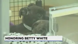 Portland animal welfare organizations honor Betty White by raising money for animals in need