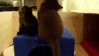 Tailchasing