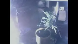 Benefishal Growth Groove - HeaLing Kr&yen;$&dagger;A&not; Meff