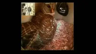 OwlWatch