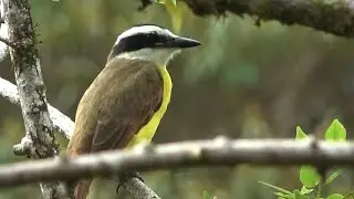 Great Kiskadee, Parque Nacional Volcan Arenal, Costa Rica