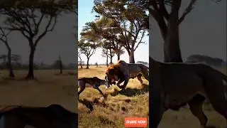 A Lion Falls in Love with a Gazelle?! A Strange and Heartwarming Moment in the Wild!#reels #shorts