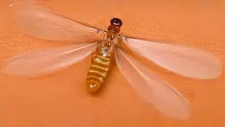 Flying Termites Sydney