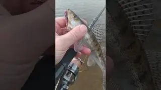 Спиннинг GEAR от Fish Season. Ловля судака на отводной поводок. Приманки Deep Fury.