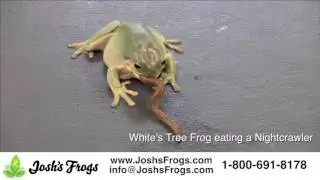 What do White's Tree Frogs eat?