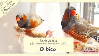 Curiosidades- O bico🐦 (Diamante Mandarim)
