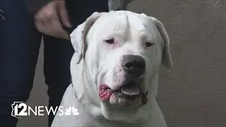 5 dogs at Pinal County Animal Shelter will be euthanized if they can't find homes