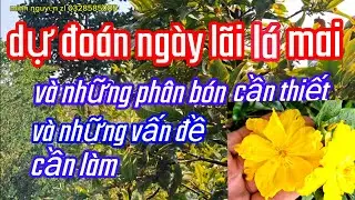6/12/AL. Dự đoán ngày lãi lá mai vàng và những vấn đề cần thiết 