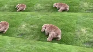 DOGS EXPLORING NATURE