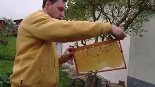 Korrektur von Honigwaben (Naturwabenbau und ausgebaute Mittelwände)