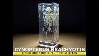 Real bat skeleton Lesser short-nosed fruit bat Cynopterus Brachyotis immortalized  in clear resin.