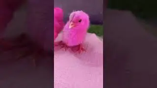 Cute Pink color baby chicken