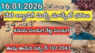 నేటి బ్యాడిగీ మిర్చీ మార్కేట్ ధరలు అన్నీ రకాల మార్కేట్ ధరలు # subscribe # Arjun vlogs # chilli #
