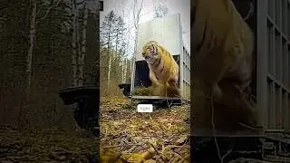 Villagers Caged the Forest Officers?! 🐯😲 #shorts