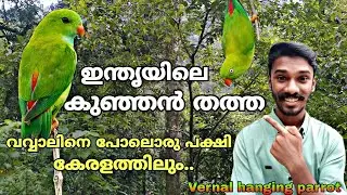 തത്തച്ചിന്നൻ | Vernal hanging parrot | Indian hanging parrot | Indian Lorikeet | Loriculus vernalis