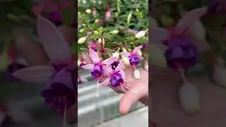 Привлеките колибри в свой сад с помощью этих 5 однолетних растений