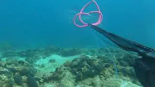 Bluefin tuna headshot with pathos sniper 105💥|spearfishing