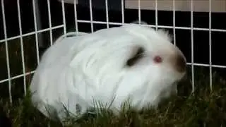 Guinea Pig Picnic
