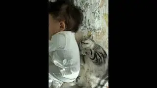 FUNNY CAT VIDEOS COMPILATION cute cats]Try not to laugh] #shorts #kucinglucu #cat #lucu #kucing