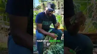 Garden Rhythm: Skip Chemicals, Grow Naturally!