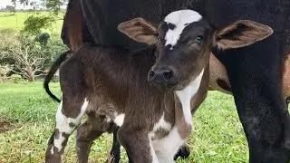Último vídeo do canal !!! Vaca carinhosa pariu 13° cria  / despedida de todos os bezerros